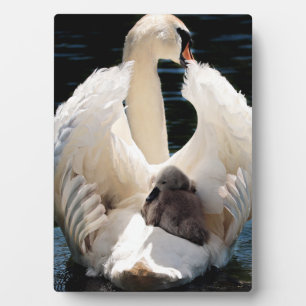 Mutter Schwan mit Cygnets (Babyschwäne) Fotoplatte