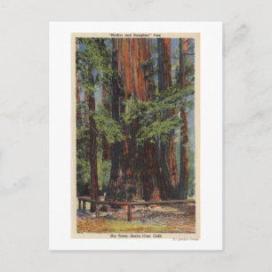 "Mutter" & "Tochter" im Big Trees Park Postkarte