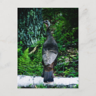 Mutter Türkei Postkarte