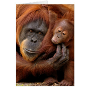 Mutter-u. Baby-Orang-Utan