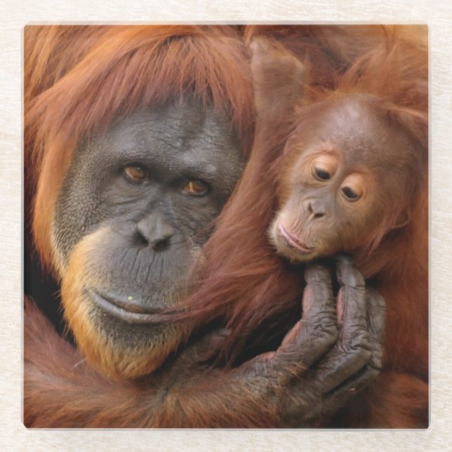 Mutter-u. Baby-Orang-Utan Glasuntersetzer (Vorderseite)