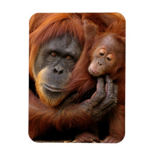 Mutter-u. Baby-Orang-Utan Magnet