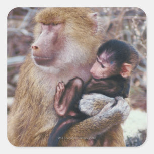 Mutter und Baby Baboon Quadratischer Aufkleber
