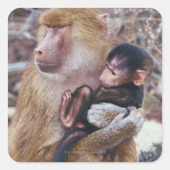 Mutter und Baby Baboon Quadratischer Aufkleber (Vorderseite)