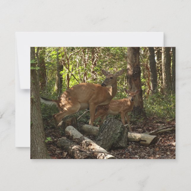 Mutter und Baby Deer im Shenandoah-Nationalpark (Vorderseite)