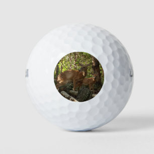 Mutter und Baby Deer im Shenandoah-Nationalpark Golfball