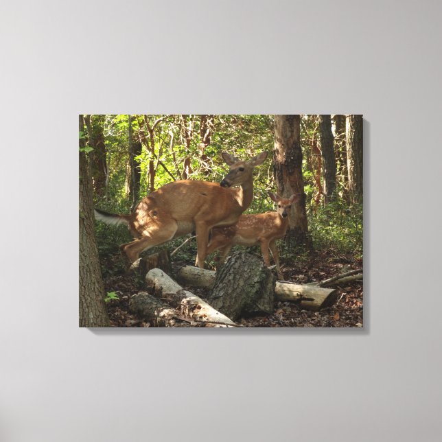 Mutter und Baby Deer im Shenandoah-Nationalpark Leinwanddruck (Vorderseite)