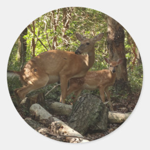 Mutter und Baby Deer im Shenandoah-Nationalpark Runder Aufkleber