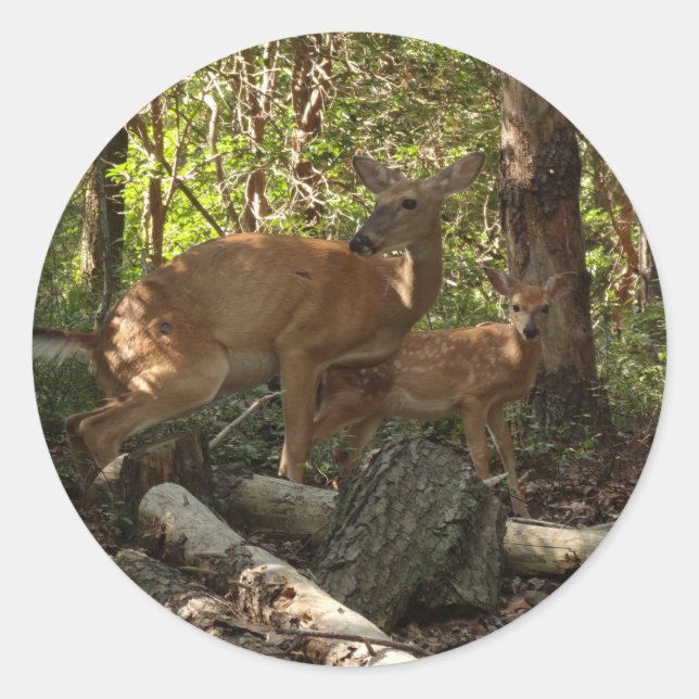 Mutter und Baby Deer im Shenandoah-Nationalpark Runder Aufkleber (Vorderseite)