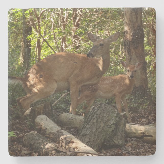 Mutter und Baby Deer im Shenandoah-Nationalpark Steinuntersetzer (Vorderseite)
