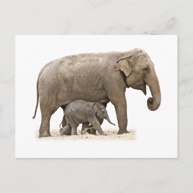 Mutter und Baby Elephant Postkarte (Vorderseite)