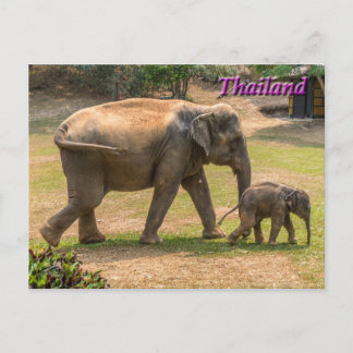 Mutter und Baby Elephant, Thailand Postkarte