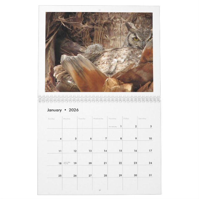 Mutter-und Baby-Eulen in einer Palme Kalender (Jan 2026)