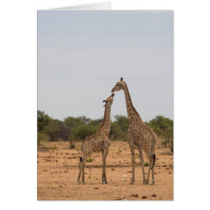 Mutter und Baby-Giraffe