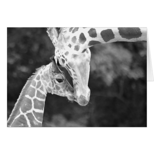 Mutter und Baby Giraffe kuddle. (Vorderseite (Horizontal))