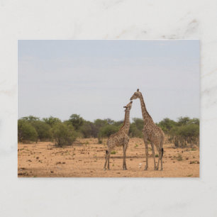 Mutter und Baby-Giraffe Postkarte