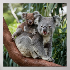 Mutter und Baby Koala Bear Poster