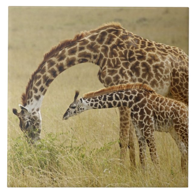 Mutter und Baby Masai Giraffe, Giraffa Fliese (Vorderseite)