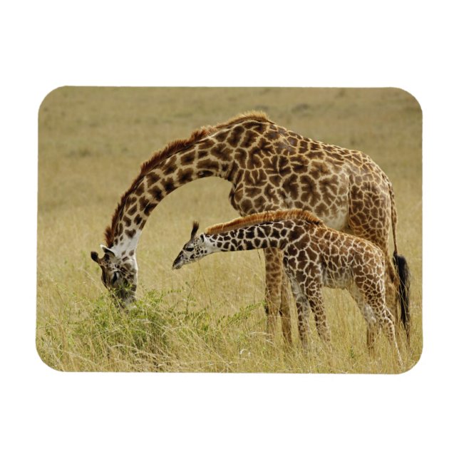 Mutter und Baby Masai Giraffe, Giraffa Magnet (Horizontal)