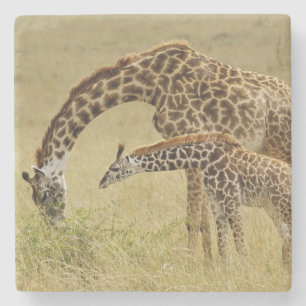 Mutter und Baby Masai-Giraffe, Giraffa Steinuntersetzer