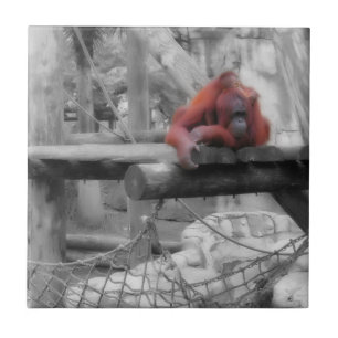 Mutter und Baby Orangutan Fliese