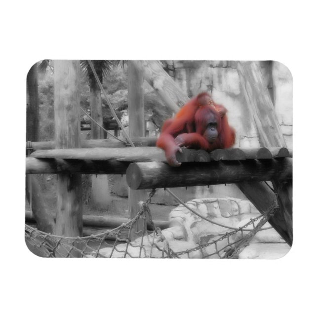 Mutter und Baby Orangutan Magnet (Horizontal)