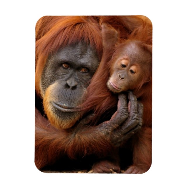 Mutter und Baby Orangutan Magnet (Vertikal)