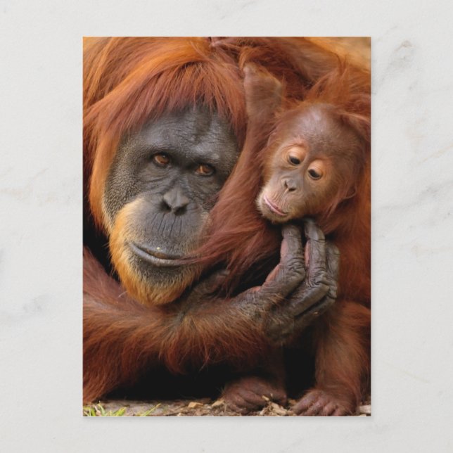 Mutter und Baby Orangutan Postkarte (Vorderseite)