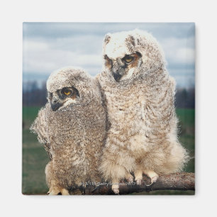 Mutter und Baby Owl Magnet