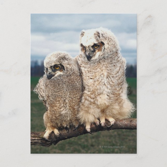 Mutter und Baby Owl Postkarte (Vorderseite)