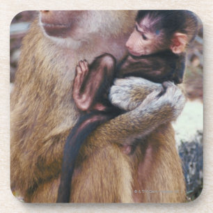 Mutter-und Baby-Pavian Untersetzer