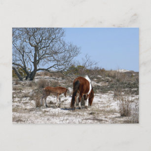 Mutter und Baby Pferd im Assateague Postkarte