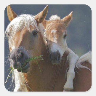 Mutter und Baby Pferd Quadratischer Aufkleber