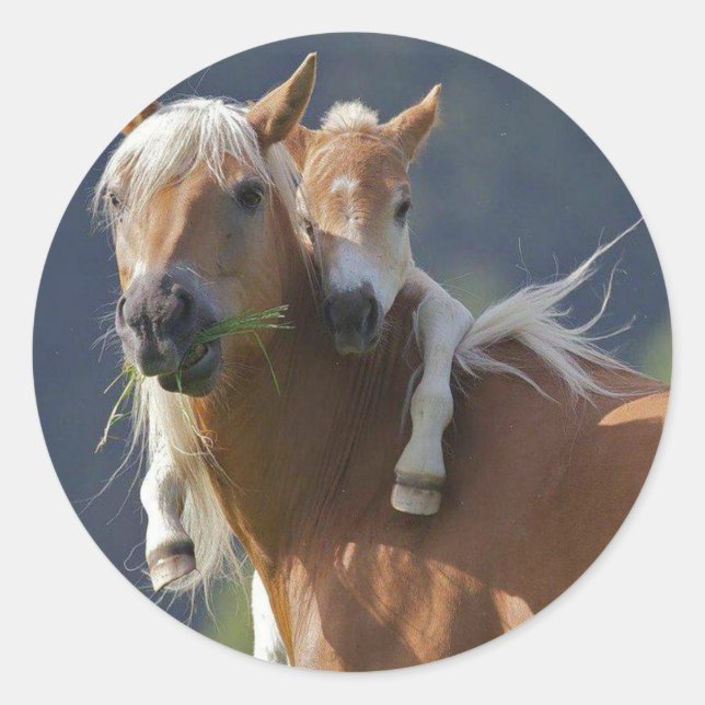 Mutter und Baby Pferd Runder Aufkleber (Vorderseite)