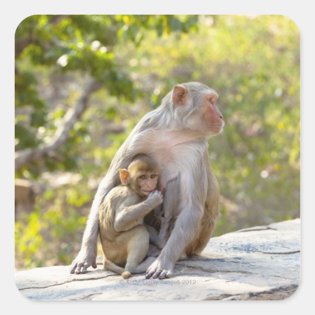 Mutter und Baby Rhesus Macaque Affen an Wand Quadratischer Aufkleber (Vorderseite)