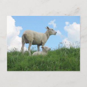 Mutter und Baby Sheep Spring PostCard Postkarte