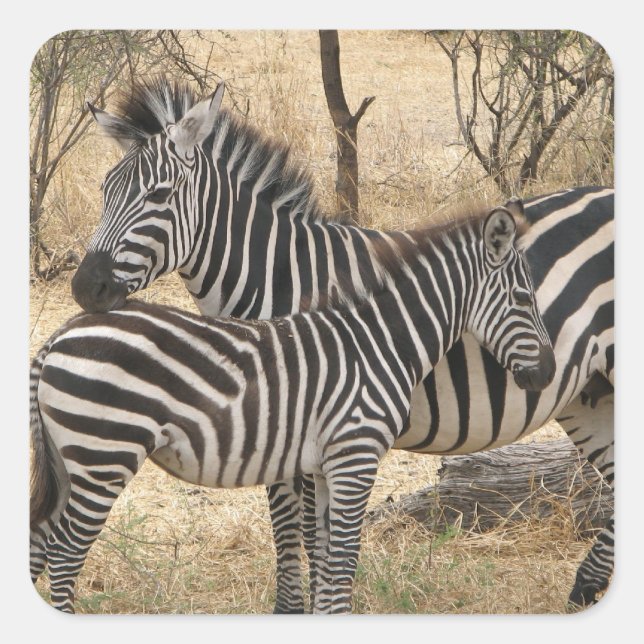 Mutter und Baby Zebra Sticker (Vorderseite)