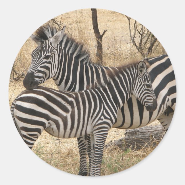 Mutter und Baby Zebra Sticker (Vorderseite)