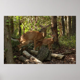 Mutter und Babyreh im Shenandoah-Nationalpark Poster