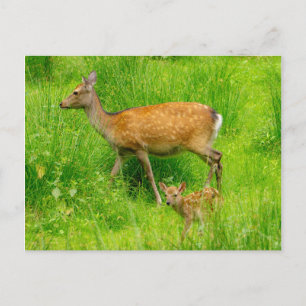 Mutter und Kind - Brachhirsche mit jungen Postkarte