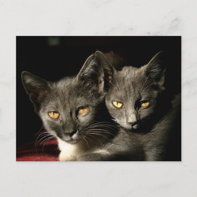 Mutter und Kind Katzen Postkarte (Vorderseite)