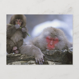 Mutter und Kind von Snow Monkey, Jigokudani, Nagan Postkarte