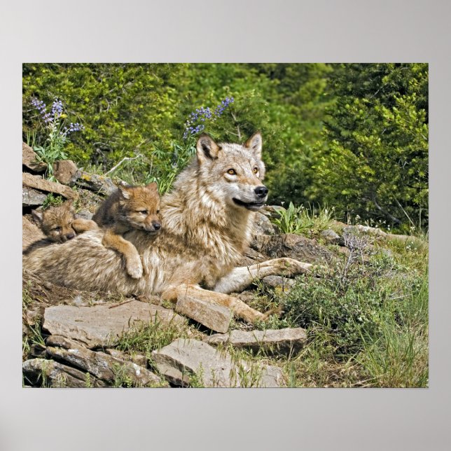 Mutter Wolf mit 2 Cubs Poster (Vorne)