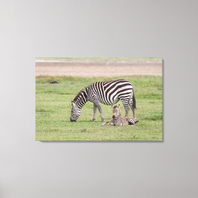 Mutter Zebra mit neugeborenem Colt Leinwanddruck (Vorderseite)