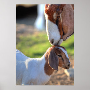 Mutter Ziege und Baby Poster