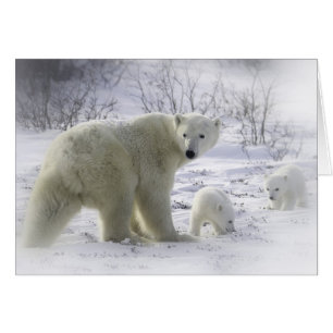 Mutterbär mit jungen Jungen