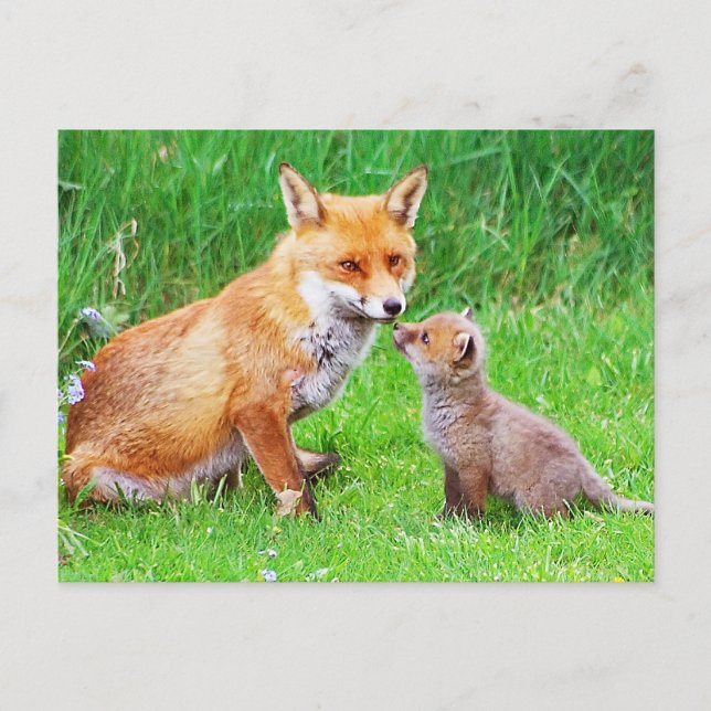 Mutterfuchs und -kuchen postkarte (Vorderseite)