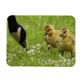 Muttergans (Canada) und Gänse Magnet
