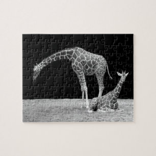 Muttergiraffen und Babygiraffen, schwarz und weiß