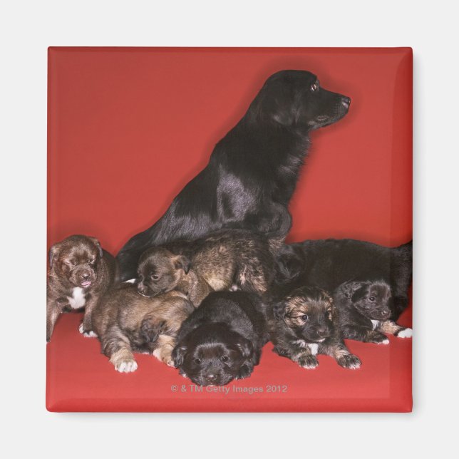 Mutterhund mit Welpen Magnet (Vorne)